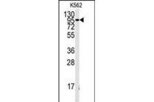 Western blot analysis of anti-FGFR1 Antibody  h in K562 cell line lysates (35 μg/lane). (FGFR1 抗体  (AA 132-161))