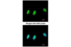 Immunofluorescence (IF) image for anti-Chromobox Homolog 1 (CBX1) (Center) antibody (ABIN2856369)