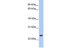 WB Suggested Anti-ORAI1 Antibody Titration:  0. (ORAI1 抗体  (Middle Region))