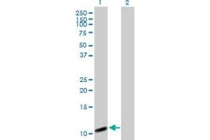 Western Blot analysis of COX7A2L expression in transfected 293T cell line by COX7A2L MaxPab polyclonal antibody. (COX7A2L 抗体  (AA 1-114))