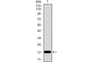 Western blot analysis using ID2 antibody against human ID2 recombinant protein.