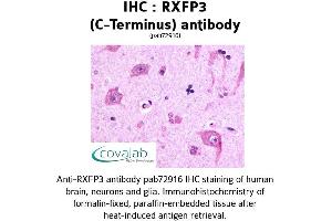 Image no. 1 for anti-Relaxin 3 Receptor 1 (RXFP3) (C-Term) antibody (ABIN1738989) (Relaxin 3 Receptor 1 抗体  (C-Term))
