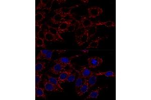 Immunofluorescence (IF) image for anti-ATP Synthase, H+ Transporting, Mitochondrial F1 Complex, alpha Subunit 1, Cardiac Muscle (ATP5A1) antibody (ABIN6137324)