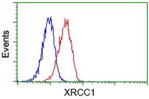 Image no. 1 for anti-X-Ray Repair Complementing Defective Repair in Chinese Hamster Cells 1 (XRCC1) antibody (ABIN1501768)