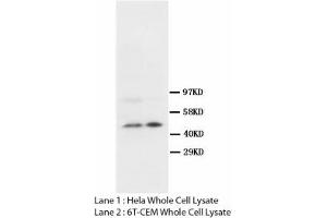 Image no. 2 for anti-S-Phase Kinase-Associated Protein 2 (SKP2) (N-Term) antibody (ABIN1495043) (SKP2 抗体  (N-Term))