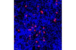 Immunofluorescent analysis of paraffin embedded mouse spleen using S100A9 (ABIN7075497) at dilution of 1: 900 (S100A9 抗体)