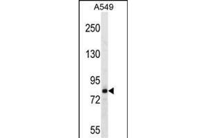 FSCB Antibody (C-term) (ABIN1537605 and ABIN2849407) western blot analysis in A549 cell line lysates (35 μg/lane). (FSCB 抗体  (C-Term))
