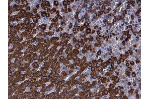 IHC-P Image Ferredoxin Reductase antibody detects Ferredoxin Reductase protein at mitochondria in rat adrenal gland by immunohistochemical analysis. (Ferredoxin Reductase 抗体)