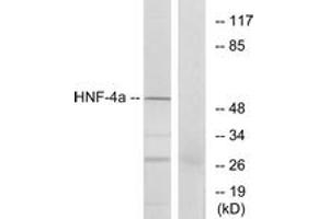 Western Blotting (WB) image for anti-Hepatocyte Nuclear Factor 4, alpha (HNF4A) (AA 280-329) antibody (ABIN2889004) (HNF4A 抗体  (AA 280-329))