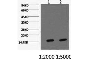 Western Blotting (WB) image for anti-Cytochrome C Oxidase Subunit IV Isoform 1 (COX4I1) antibody (ABIN5956222) (COX IV 抗体)