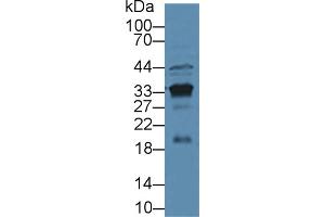 Western blot analysis of Mouse Kidney lysate, using Mouse KLK3 Antibody (3 µg/ml) and HRP-conjugated Goat Anti-Rabbit antibody ( (Prostate Specific Antigen 抗体  (AA 39-261))