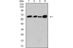 Western blot analysis using CPV-VP2 mouse mAb against SW480 (1), A431 (2), K562 (3), and BCBL-1 (4) cell lysate. (CPV-VP2 (AA 1-128) 抗体)