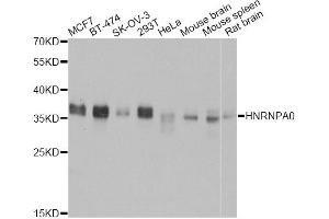 Western blot analysis of extracts of various cell lines, using HNRNPA0 antibody (ABIN5973588) at 1:3000 dilution. (HNRNPA0 抗体)