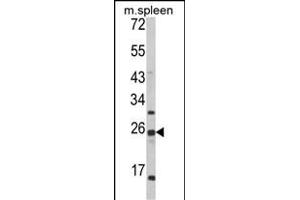 Western blot analysis of FKBP11 Antibody (C-term) (ABIN652245 and ABIN2841019) in mouse spleen tissue lysates (35 μg/lane). (FKBP11 抗体  (C-Term))