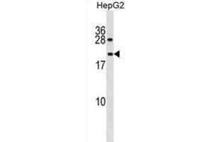 IAL4A Antibody (N-term) (ABIN1881677 and ABIN2839019) western blot analysis in HepG2 cell line lysates (35 μg/lane). (PPIAL4A 抗体  (N-Term))