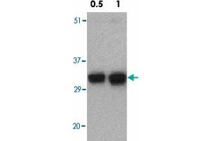 Western blot analysis of FAIM2 in EL4 cell lysate with FAIM2 polyclonal antibody  at 0. (FAIM2 抗体  (N-Term))