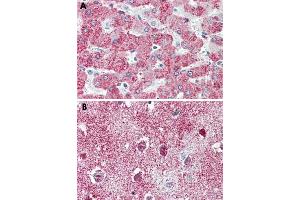 Immunohistochemical staining of formalin-fixed, paraffin-embedded human liver (A) and human brain, cortex (B) tissue after heat-induced antigen retrieval. (TAO Kinase 1 (TAOK1) (C-Term) 抗体)