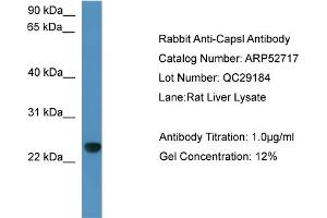 WB Suggested Anti-Capsl  Antibody Titration: 0. (CAPSL 抗体  (C-Term))
