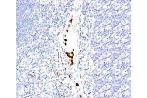 Formalin-fixed, paraffin-embedded human tonsil stained with Granulocyte antibody (SPM250). (Granulocytes 抗体)