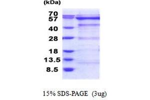 SDS-PAGE (SDS) image for Oxidative-Stress Responsive 1 (OXSR1) (AA 1-527) protein (His tag) (ABIN5853924) (OXSR1 Protein (AA 1-527) (His tag))