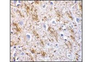 Immunohistochemistry of neurturin in human brain tissue with this product at 5 μg/ml. (Neurturin 抗体  (AA 178-193))