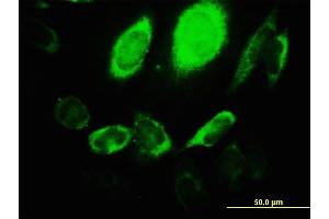 Immunofluorescence (IF) image for anti-rho Guanine Nucleotide Exchange Factor (GEF) 1 (ARHGEF1) (AA 830-927) antibody (ABIN522597)