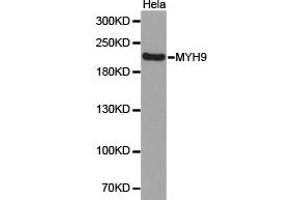 Western Blotting (WB) image for anti-Myosin 9 (MYH9) antibody (ABIN1873802) (Myosin 9 抗体)