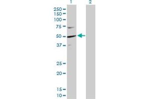 Western Blot analysis of KPTN expression in transfected 293T cell line by KPTN MaxPab polyclonal antibody. (KPTN 抗体  (AA 1-436))