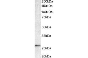ABIN184562 staining (1µg/ml) of Human Lymph Node lysate (35µg protein in RIPA buffer). (BCL7A 抗体  (C-Term))