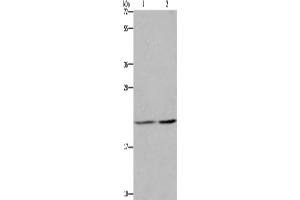 Western Blotting (WB) image for anti-ASF1 Anti-Silencing Function 1 Homolog A (S. Cerevisiae) (ASF1A) antibody (ABIN2429541) (ASF1A 抗体)