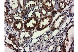 Image no. 9 for anti-COBW Domain Containing 1 (CBWD1) antibody (ABIN1497117) (CBWD1 抗体)