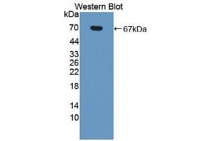 Western blot analysis of the recombinant protein. (NR1D2 抗体  (AA 249-578))