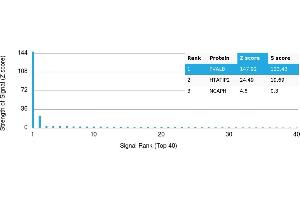 Protein Array (PAr) image for anti-Parvalbumin (PVALB) antibody (ABIN7456131) (PVALB 抗体)