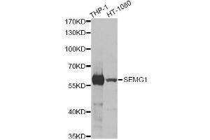 Western blot analysis of extracts of various cell lines, using SEMG1 antibody (ABIN5973197) at 1/1000 dilution. (SEMG1 抗体)