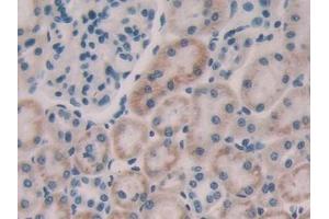 Detection of FGF15 in Rat Kidney Tissue using Polyclonal Antibody to Fibroblast Growth Factor 15 (FGF15) (FGF15 抗体  (AA 25-218))