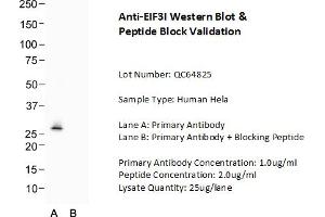 Host: Rabbit Target Name: EIF3I Sample Type: Human Hela  Lane A: Primary Antibody  Lane B: Primary Antibody + Blocking Peptide  Primary Antibody Concentration: 1. (EIF3I 抗体  (Middle Region))