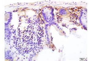 Formalin-fixed and paraffin embedded mouse colon labeled with Anti-CD13/APN/ANPEN Polyclonal Antibody, Unconjugated (ABIN685762) at 1:200 followed by conjugation to the secondary antibody and DAB staining. (CD13 抗体  (AA 344-444))