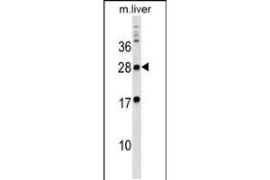 Western blot analysis in mouse liver tissue lysates (35ug/lane). (MPZL3 抗体  (C-Term))