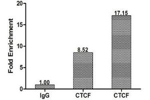 Chromatin Immunoprecipitation Hela (1. (CTCF 抗体  (AA 1-260))