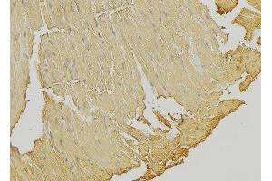 ABIN6274317 at 1/100 staining Mouse muscle tissue by IHC-P. (SSBP1 抗体  (Internal Region))