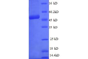 SDS-PAGE (SDS) image for Chromosome 21 Open Reading Frame 33 (C21orf33) (AA 43-268) protein (GST tag) (ABIN5712185) (C21orf33 Protein (AA 43-268) (GST tag))