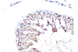 Immunohistochemistry of paraffin-embedded rat testis using Folate Binding Protein(FBP) / FOLR1 Rabbit pAb (ABIN7267224) at dilution of 1:100 (40x lens). (FOLR1 抗体  (AA 25-93))