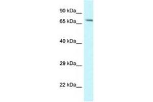 Image no. 1 for anti-Mannosidase, Alpha, Class 1A, Member 1 (MAN1A1) (AA 116-165) antibody (ABIN6747662) (MAN1A1 抗体  (AA 116-165))