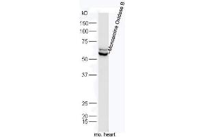 Mouse heart lysates probed with Rabbit Anti-MAOB/Monoamine Oxidase B Polyclonal Antibody, Unconjugated  at 1:5000 for 90 min at 37˚C. (Monoamine Oxidase B 抗体  (AA 51-150))