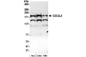 anti-Cyclin-Dependent Kinase 13 (CDK13) (AA 1125-1175) antibody