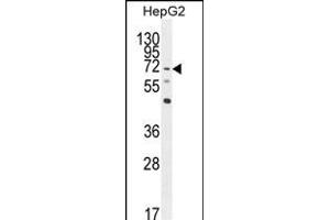 LRRC33 Antibody (C-term) (ABIN654275 and ABIN2844083) western blot analysis in HepG2 cell line lysates (35 μg/lane). (LRRC33 抗体  (C-Term))