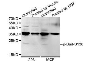 Western blot analysis of extracts of various cells, using Phospho-Bad-S136 antibody (ABIN5969874). (BAD 抗体  (pSer99))