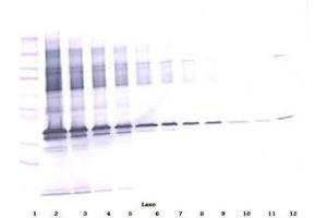 Image no. 3 for anti-Apolipoprotein E (APOE) antibody (ABIN465190) (APOE 抗体)