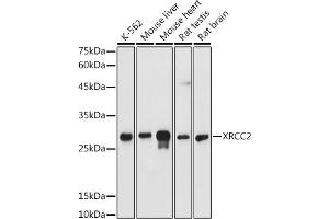 Western blot analysis of extracts of various cell lines, using XRCC2 antibody  at 1:500 dilution. (XRCC2 抗体)