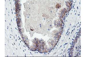 Image no. 3 for anti-Dystrobrevin, beta (DTNB) antibody (ABIN1497913) (Dystrobrevin beta 抗体)